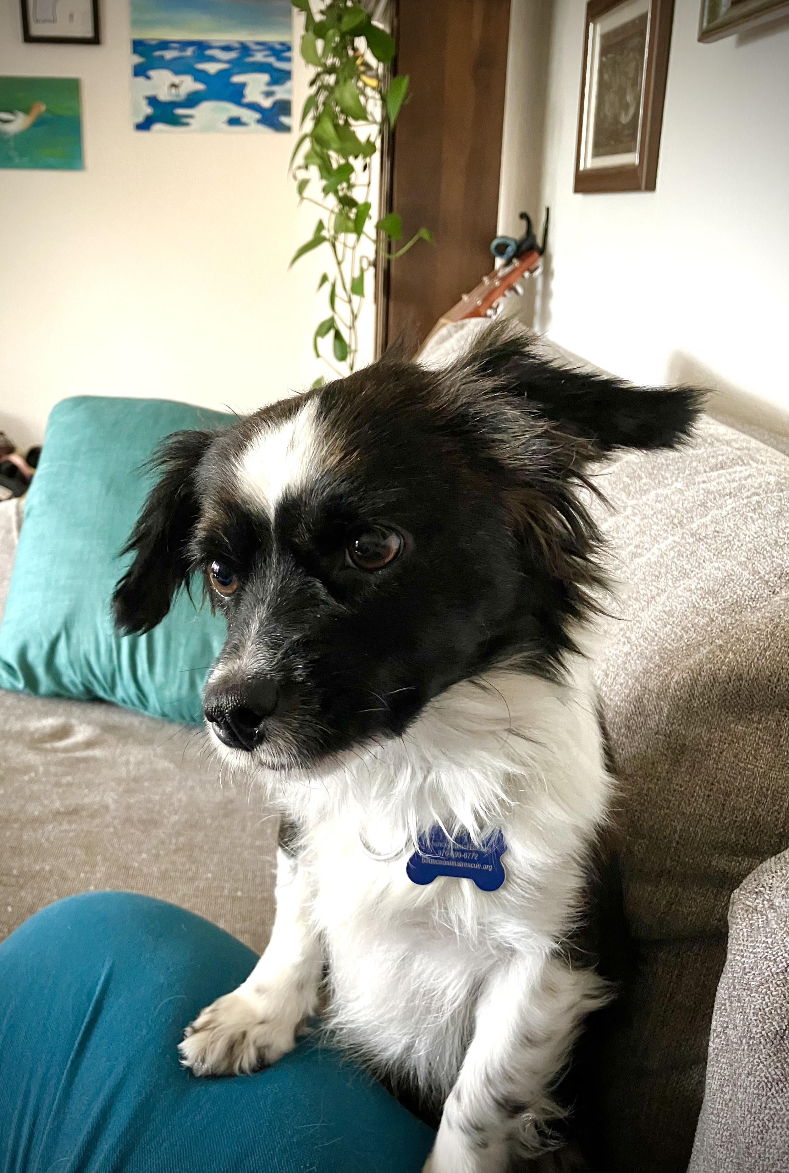 Enlarge Hattie, a ADOPTABLE mixed breed in Fort Collins, CO image 3/5