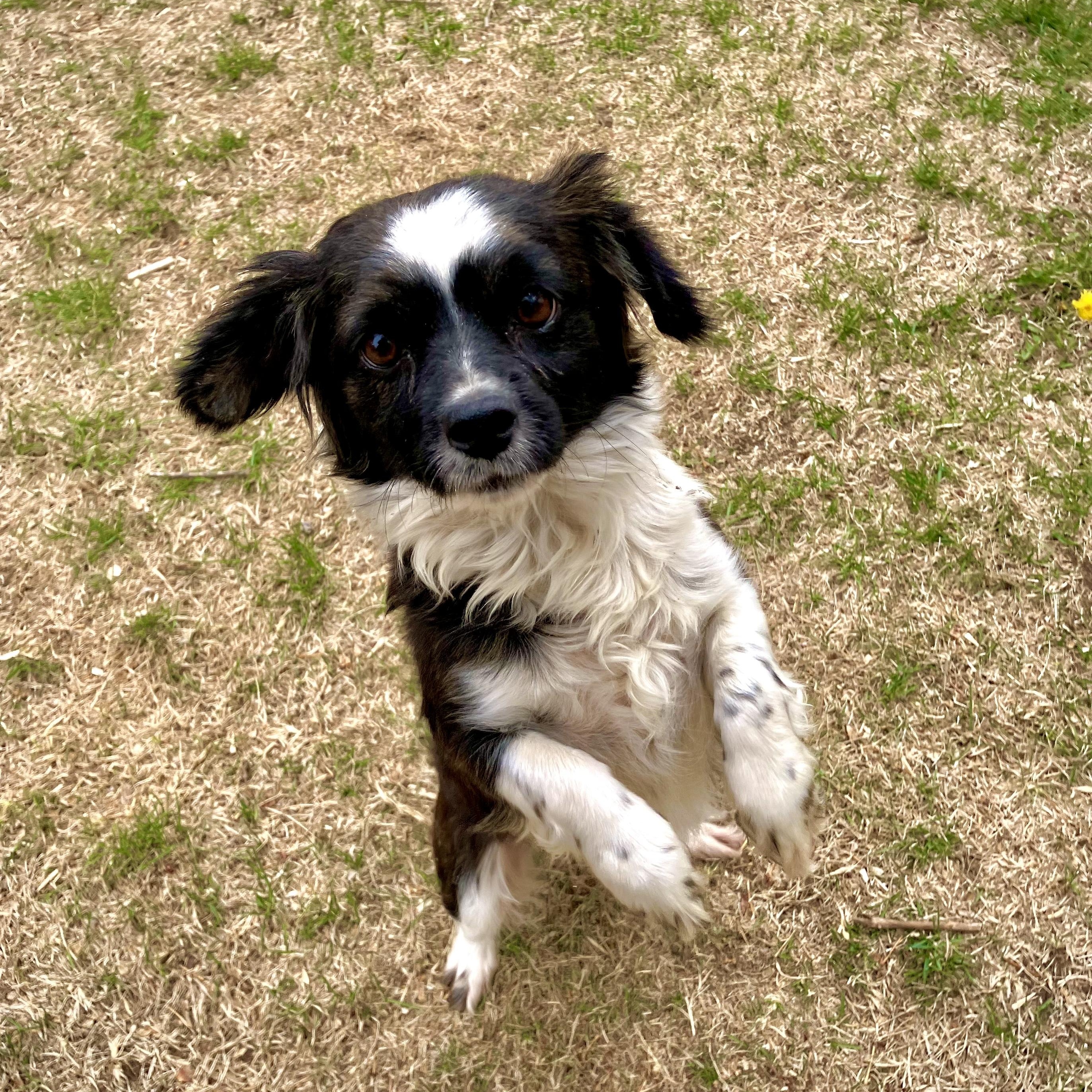 Hattie, ADOPTABLE, Adult Female Spaniel & Papillon.