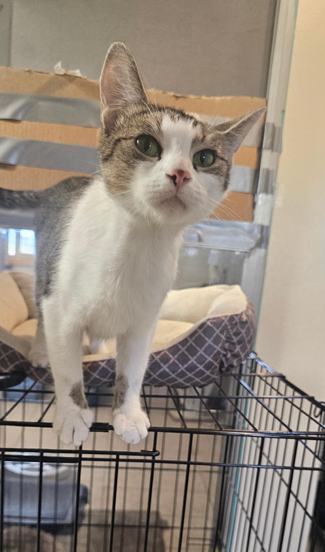 JADE, Adoptable, Young Female Domestic Short Hair.