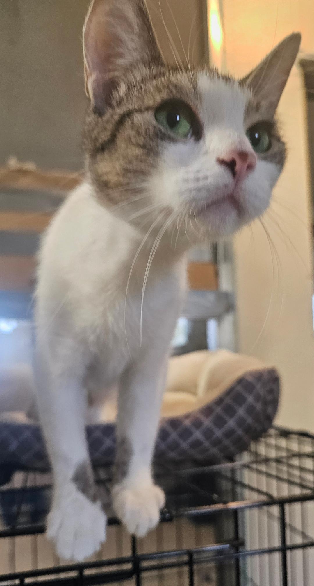 Enlarge JADE, a Adoptable Domestic Short Hair in Du Quoin, IL image 3/3