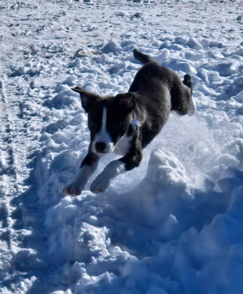 Enlarge Lion, an adopted Mixed Breed in Brooks, ME image 3/3