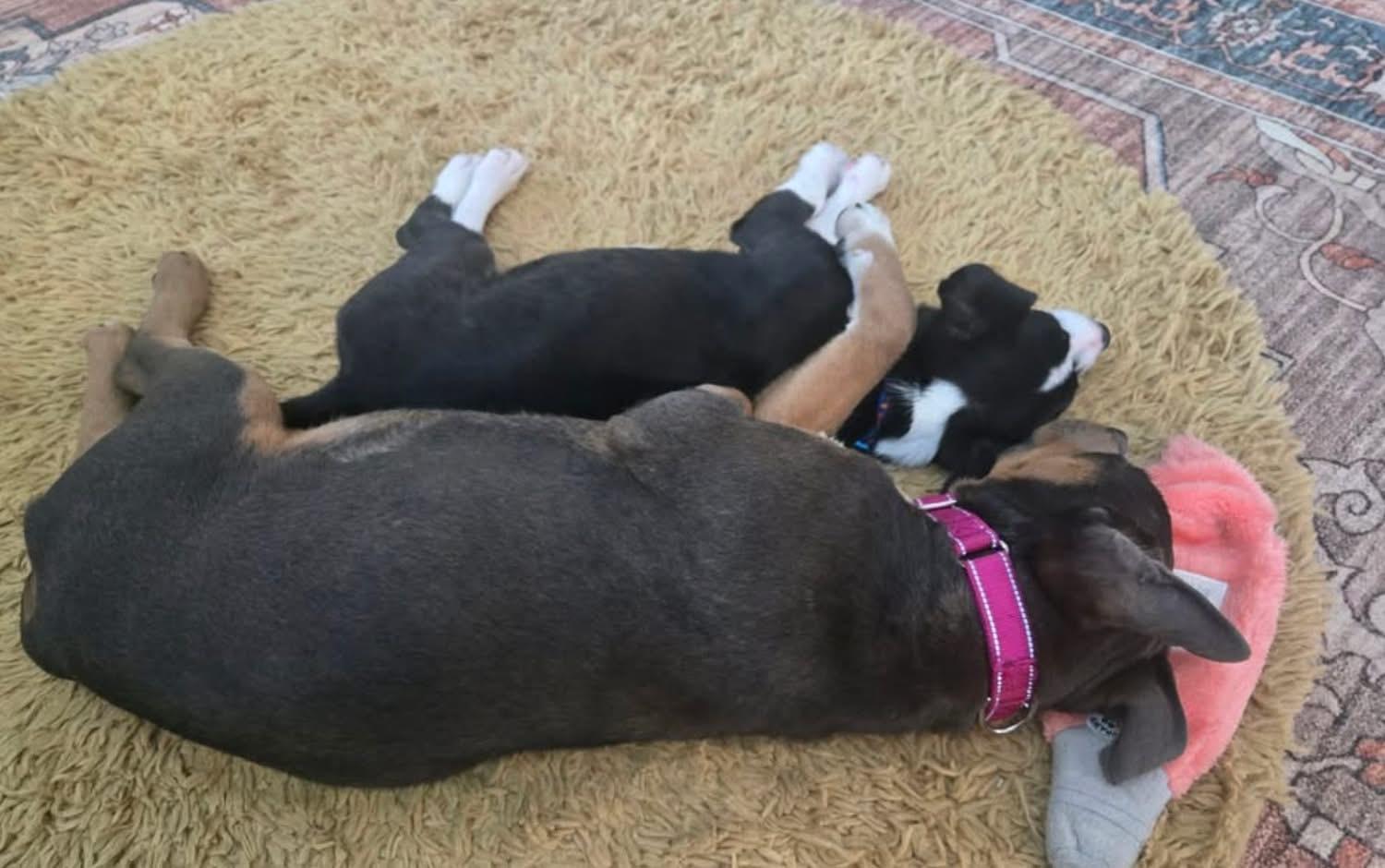 Enlarge Lion, an adopted Mixed Breed in Brooks, ME image 2/3