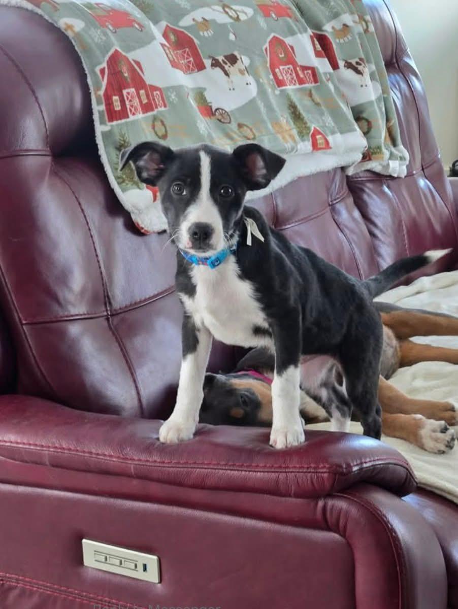 Lion, adopted, Puppy Male Mixed Breed.