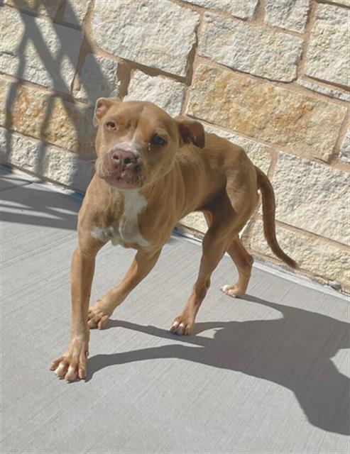 SANDI, Adoptable, Young Female Pit Bull Terrier.