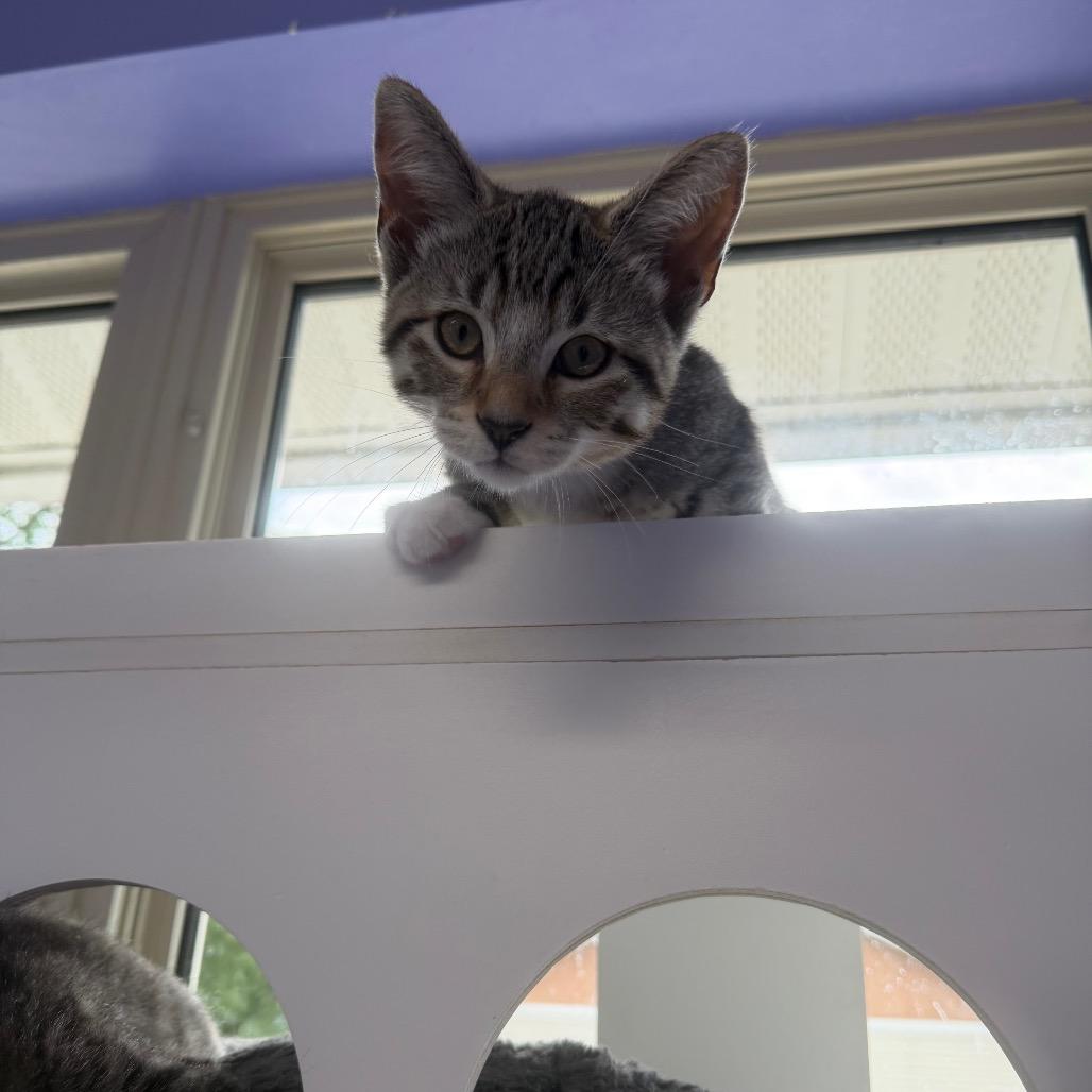 George Harrison, Adoptable, Kitten Male Domestic Short Hair.