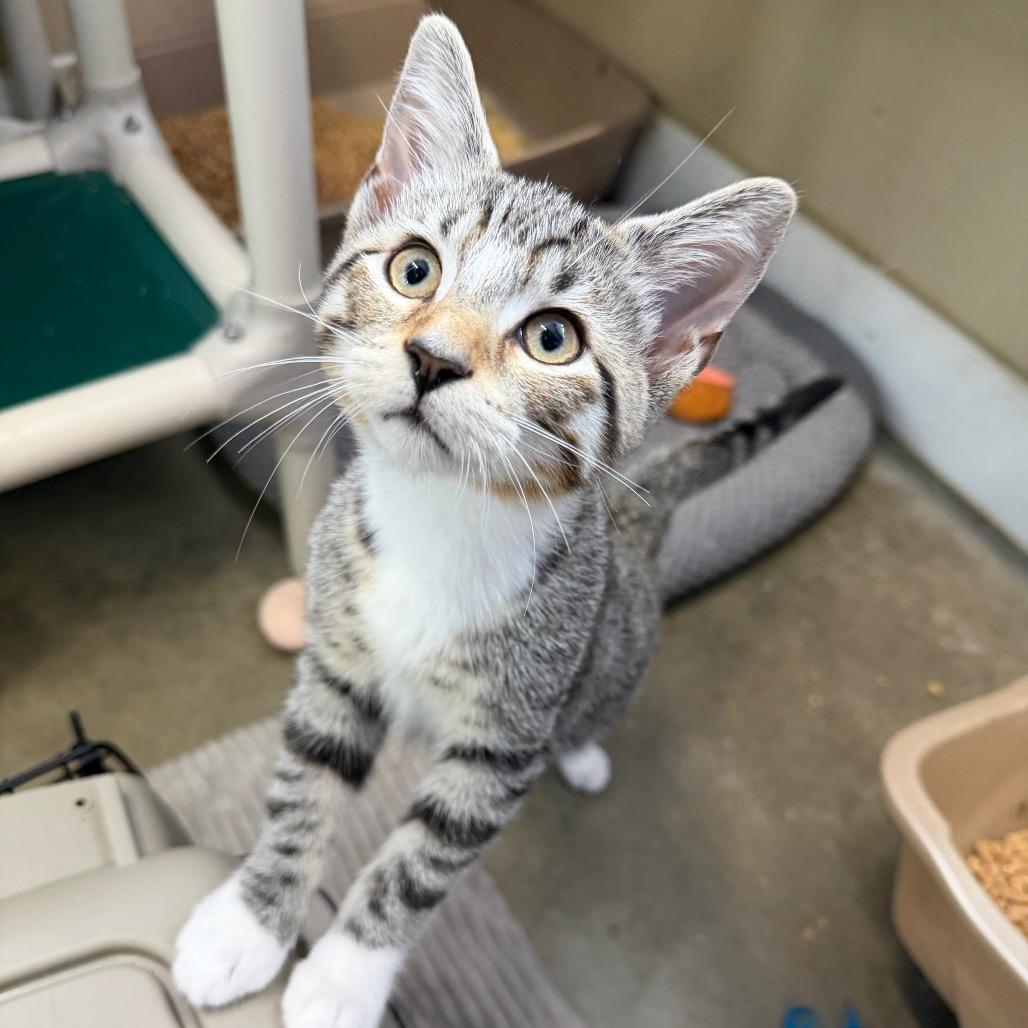 George Harrison, a Adoptable Domestic Short Hair in Mankato, MN image 3/4