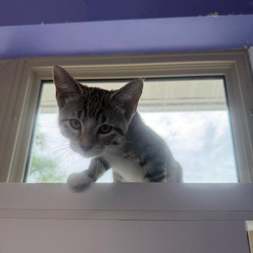 George Harrison, a Adoptable Domestic Short Hair in Mankato, MN image 4/4
