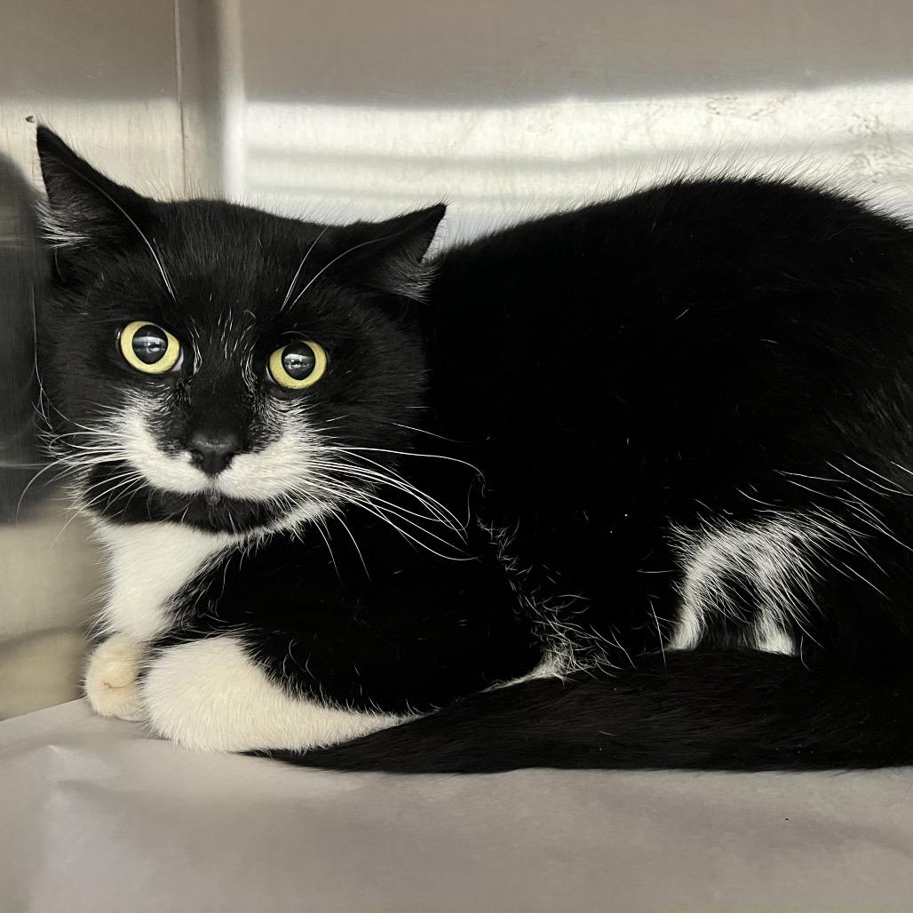 Tux(milkstache), Adoptable, Young Male Domestic Short Hair.