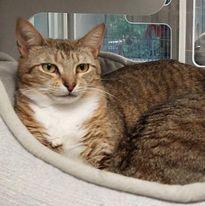 Samantha, Adoptable, Young Female Domestic Short Hair & Domestic Short Hair.