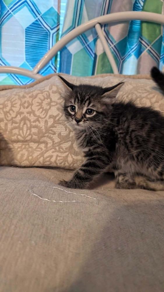 Enlarge Lima Bean, a Adoptable Domestic Long Hair in North Brunswick, NJ image 1/1