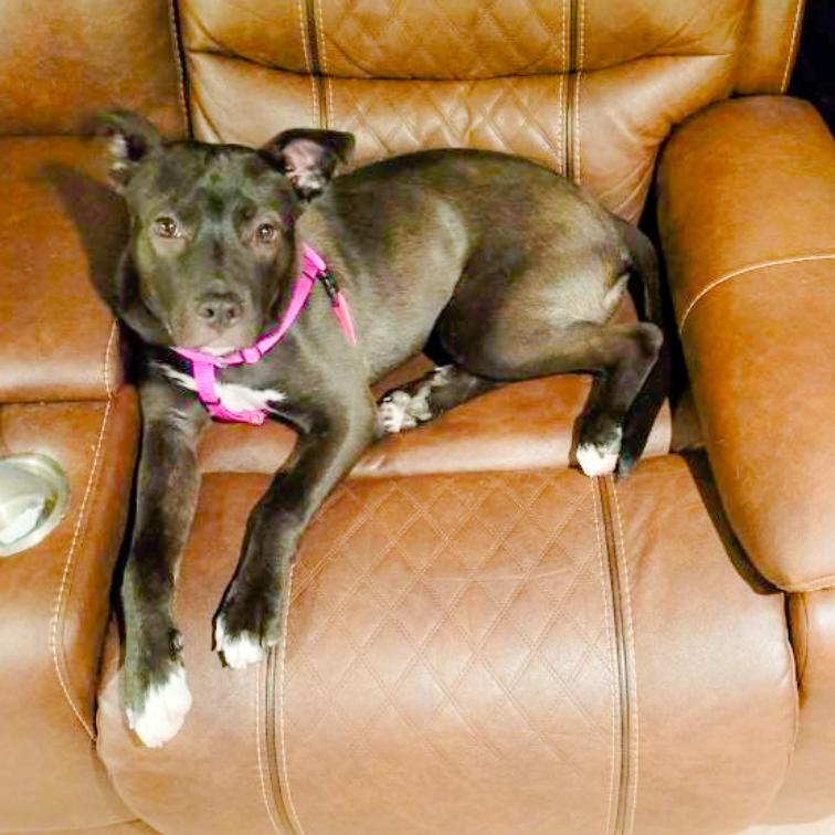 Stormy, a Adoptable mixed breed in Oceanside, NY image 1/6