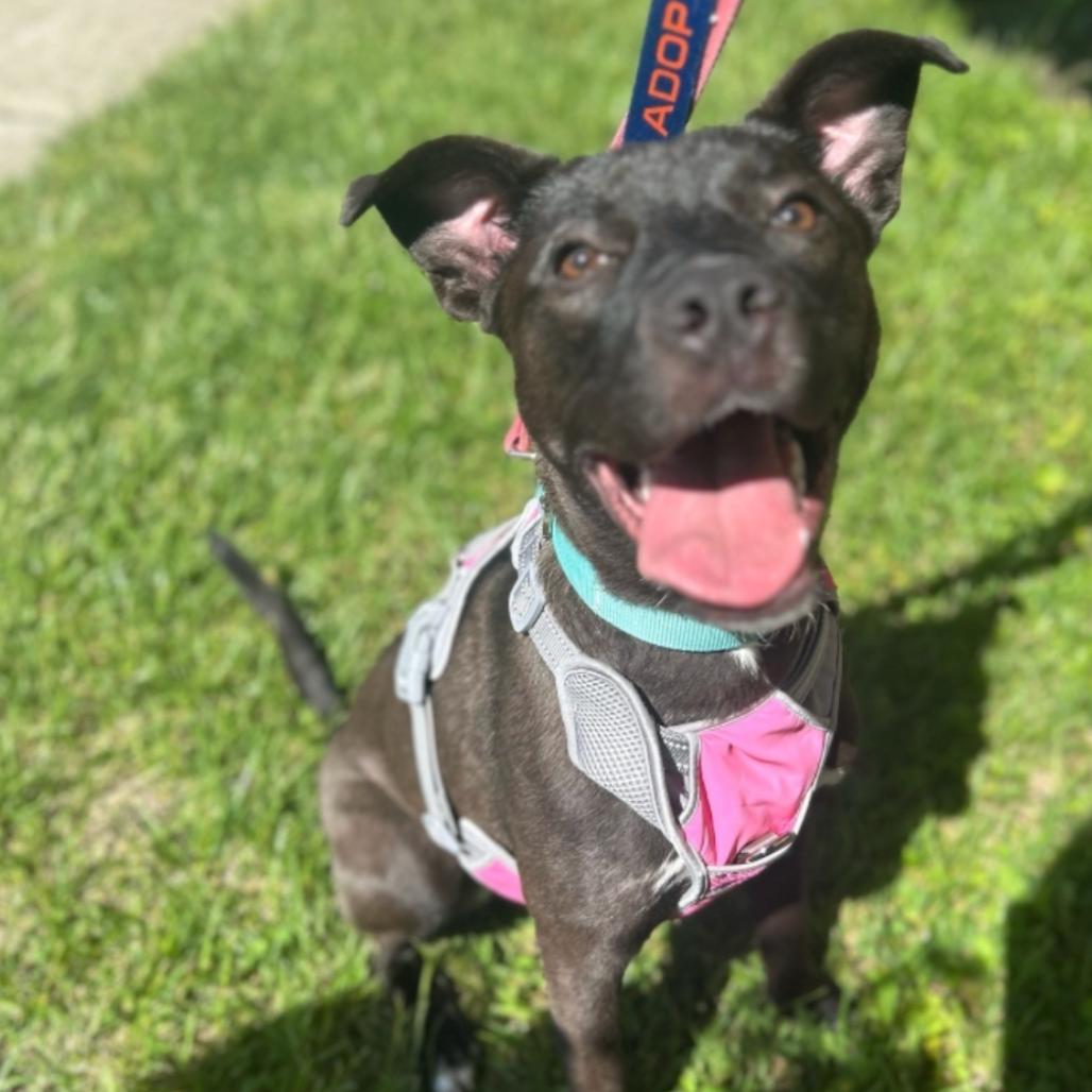 Stormy, a Adoptable mixed breed in Oceanside, NY image 2/6