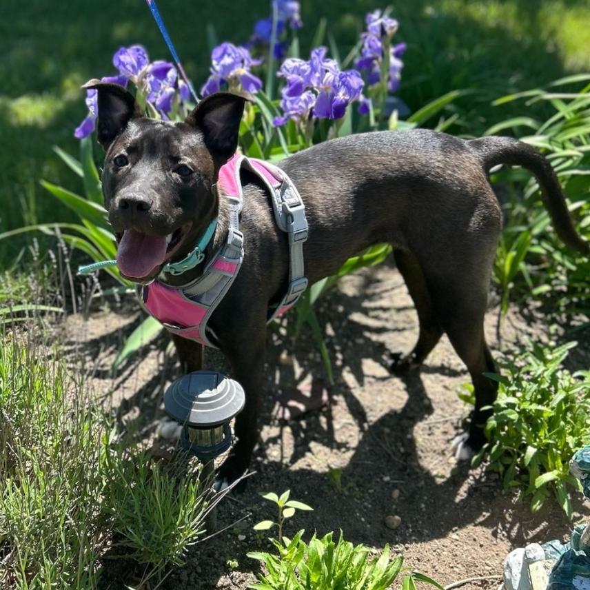 Stormy, a Adoptable mixed breed in Oceanside, NY image 3/6
