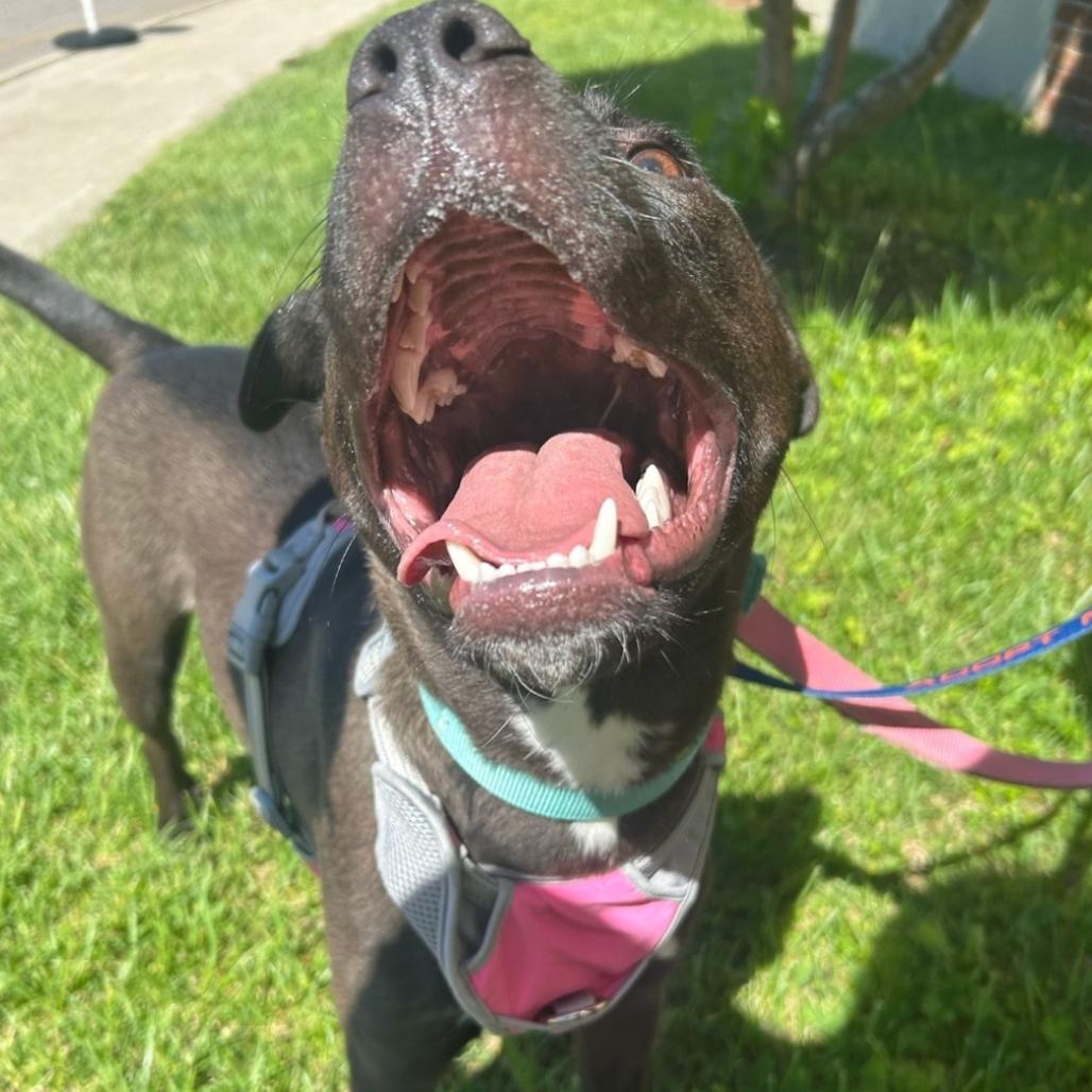 Stormy, a Adoptable mixed breed in Oceanside, NY image 6/6