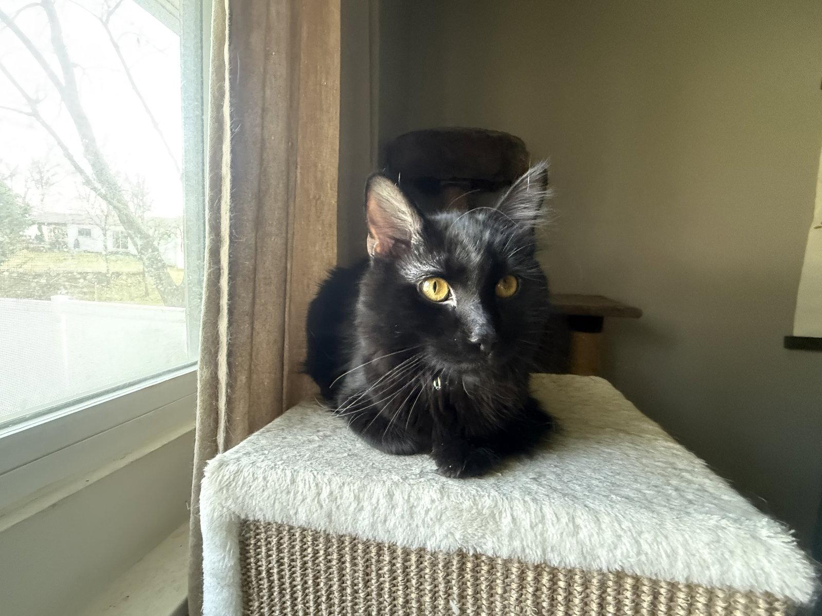 T'Challa, Adoptable, Kitten Male Domestic Medium Hair.