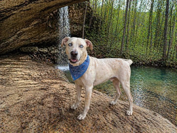 Rascal, a ADOPTABLE Australian Cattle Dog / Blue Heeler in Winchester, KY image 2/3