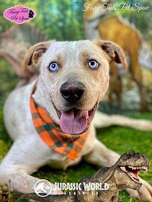 Rascal, a ADOPTABLE Australian Cattle Dog / Blue Heeler in Winchester, KY image 1/3