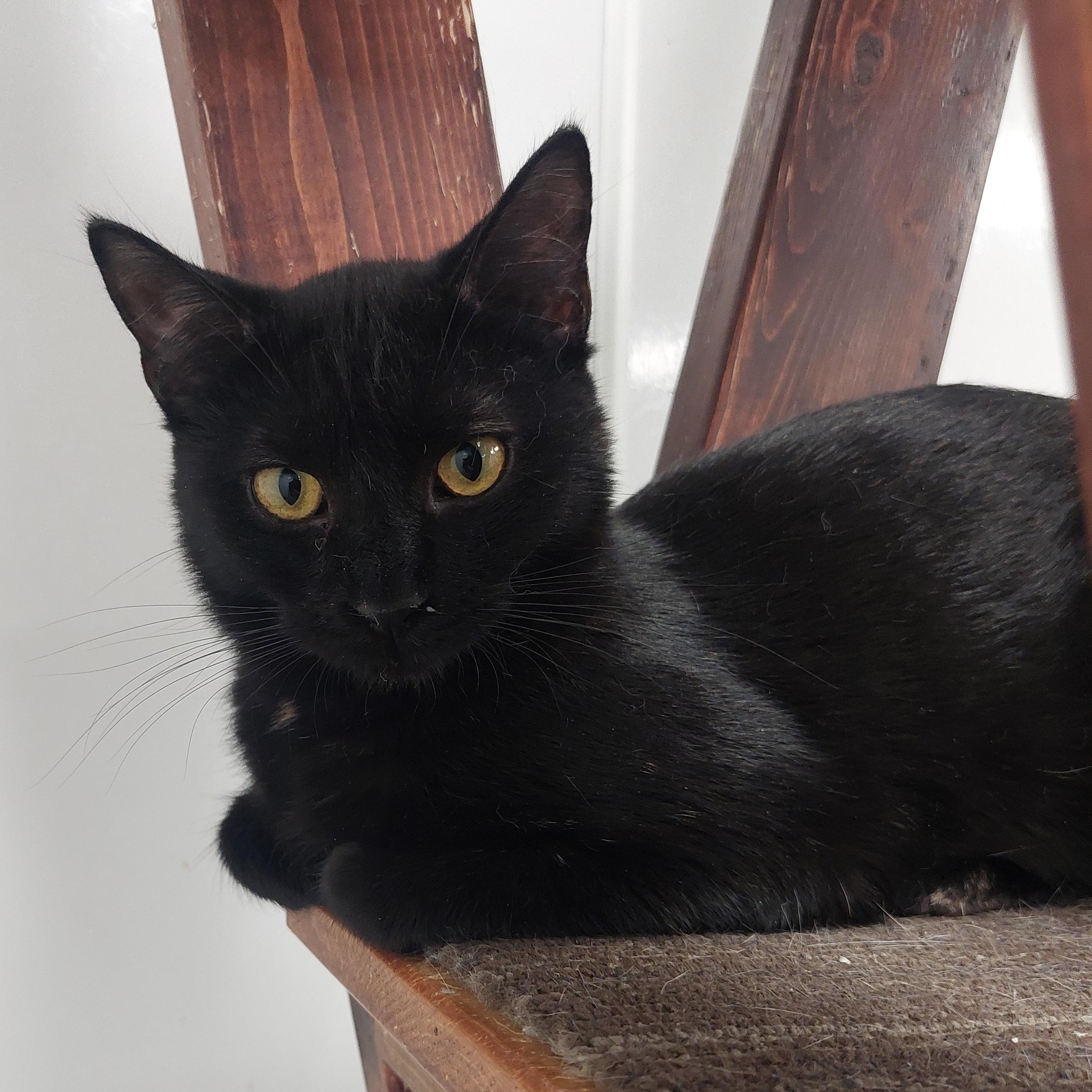 Enlarge Sparkey, a Adoptable Domestic Short Hair in Williamsport, PA image 1/1