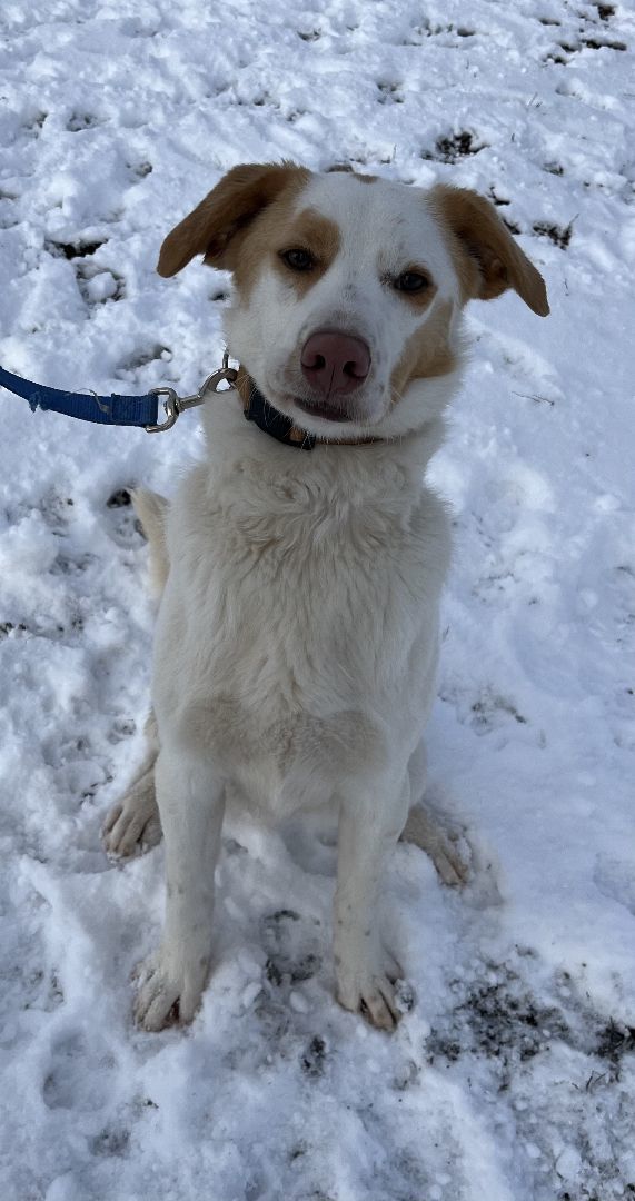 Dog for adoption Simon, a Mixed Breed in Polson, MT Petfinder