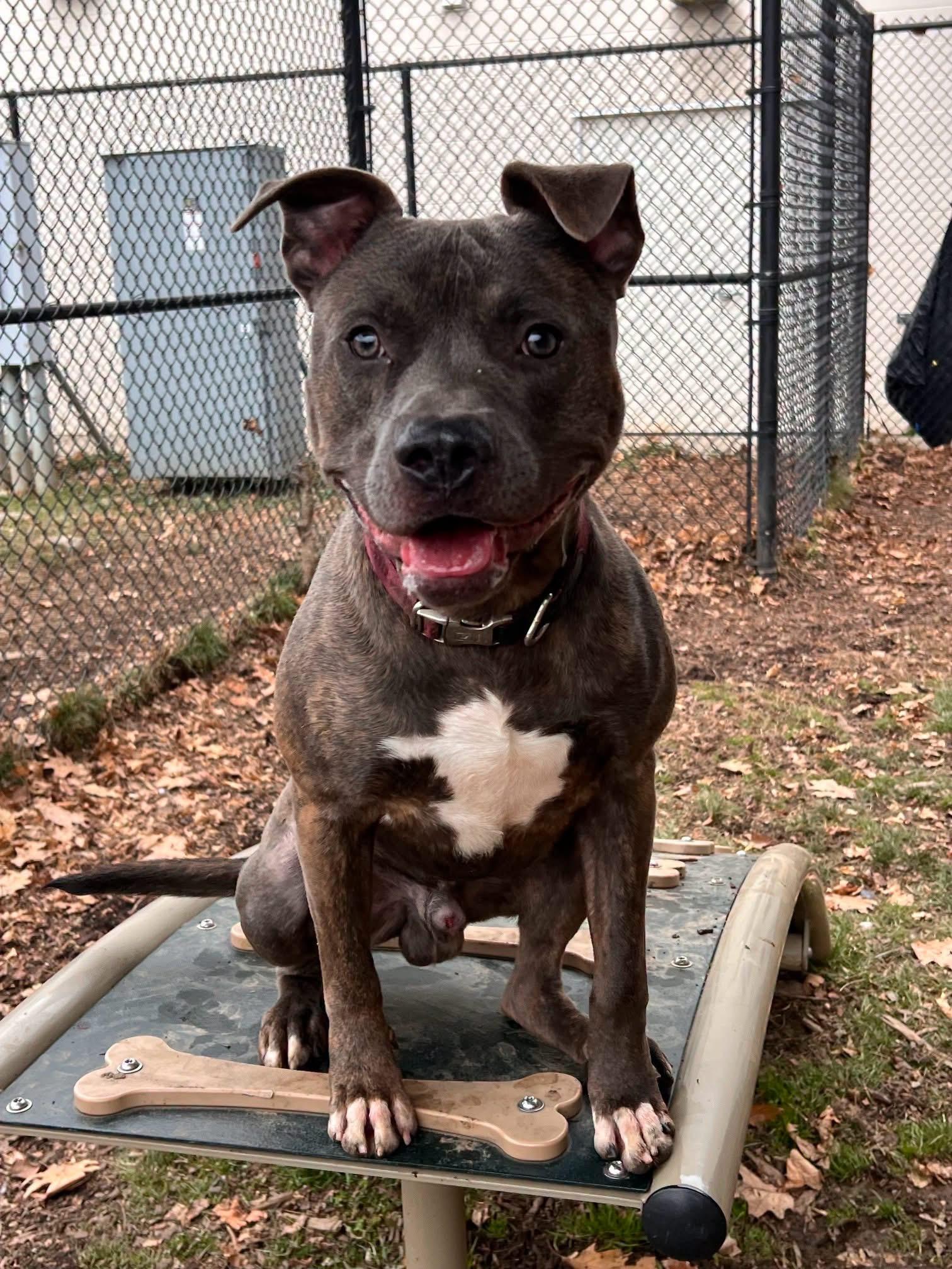 Blaze, a ADOPTABLE mixed breed in Yonkers, NY image 3/4