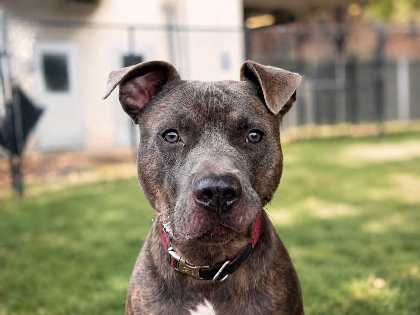 Blaze, a ADOPTABLE mixed breed in Yonkers, NY image 4/4