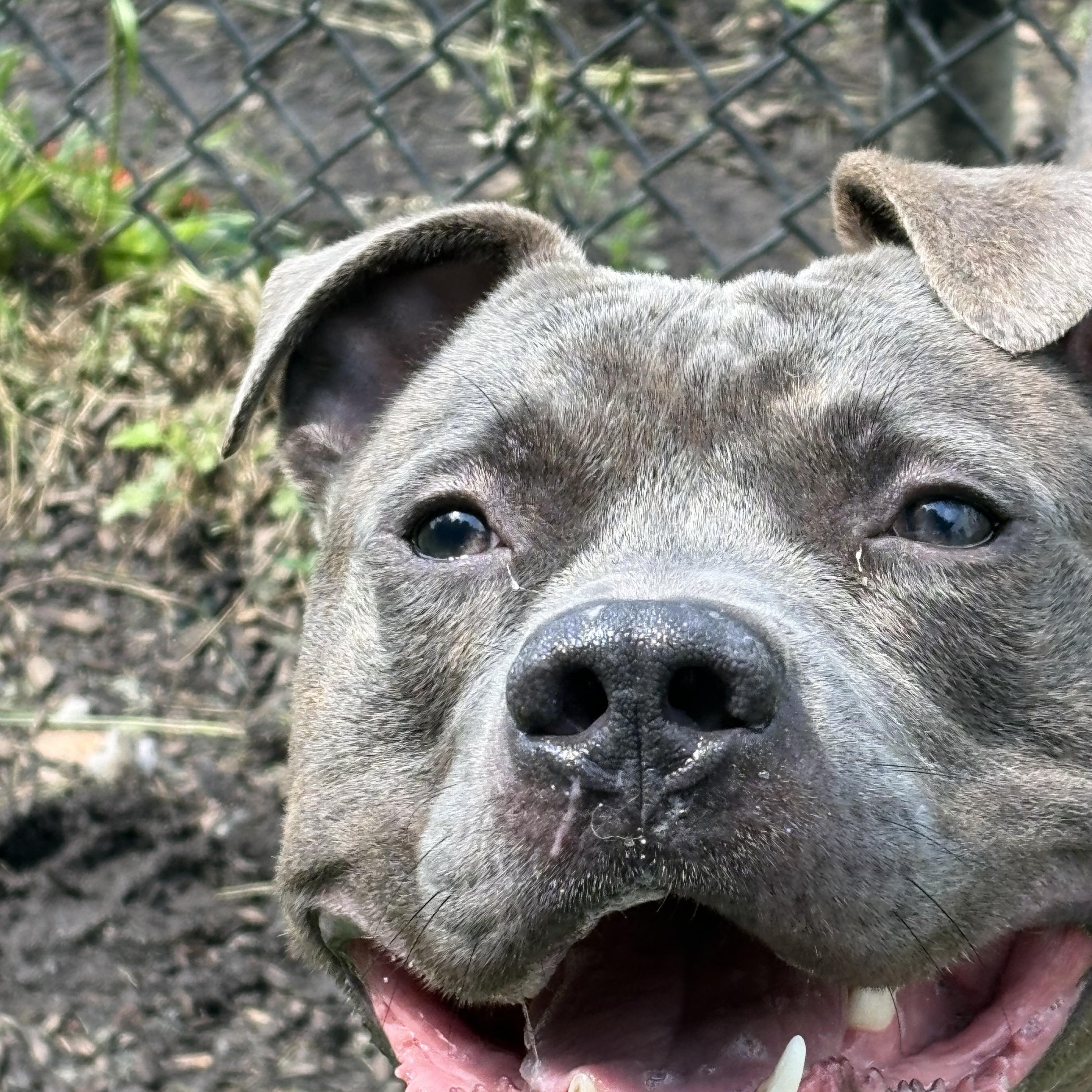 Blaze, a ADOPTABLE mixed breed in Yonkers, NY image 2/4
