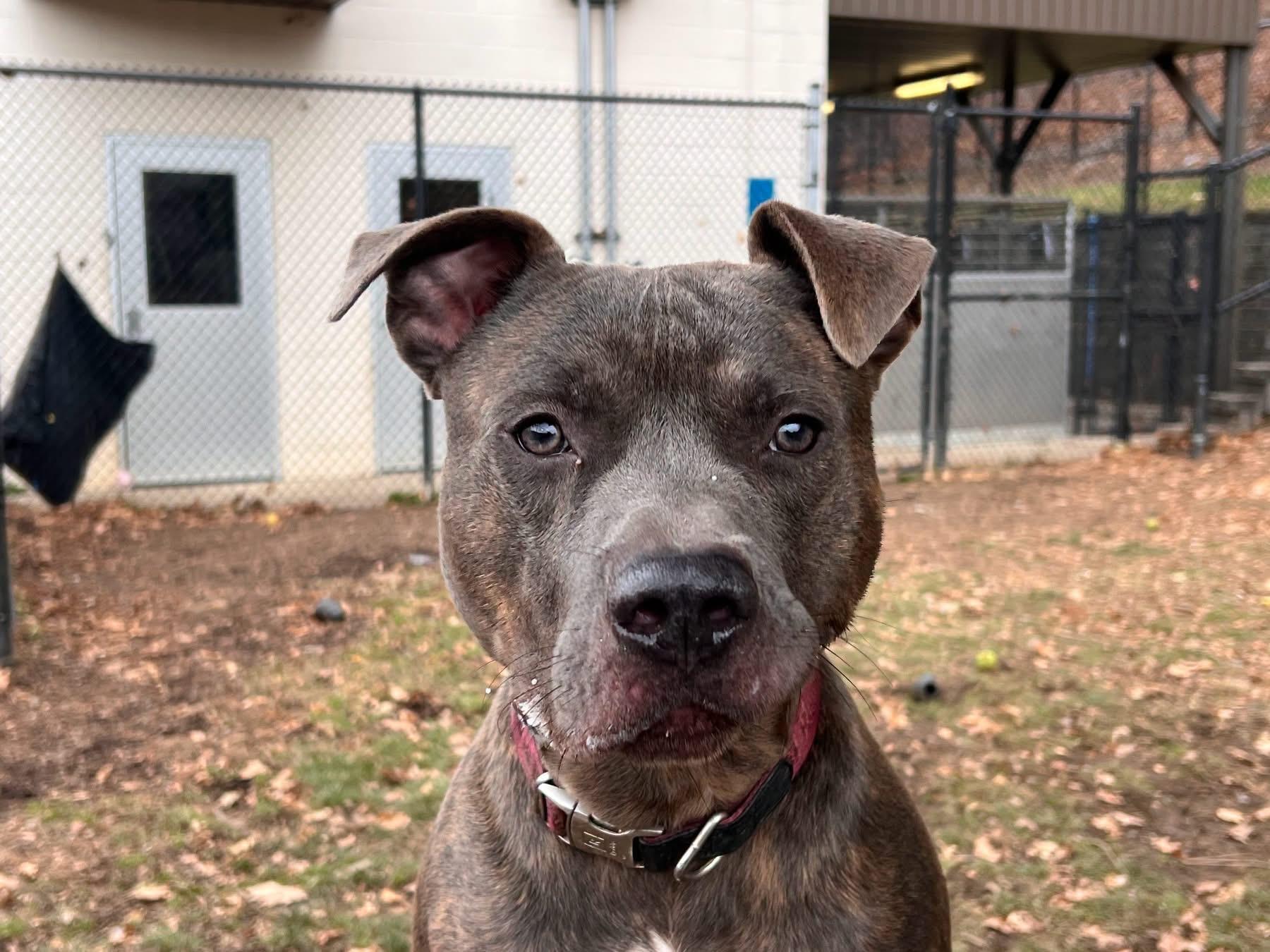 Blaze, ADOPTABLE, Young Male American Staffordshire Terrier & Shepherd.