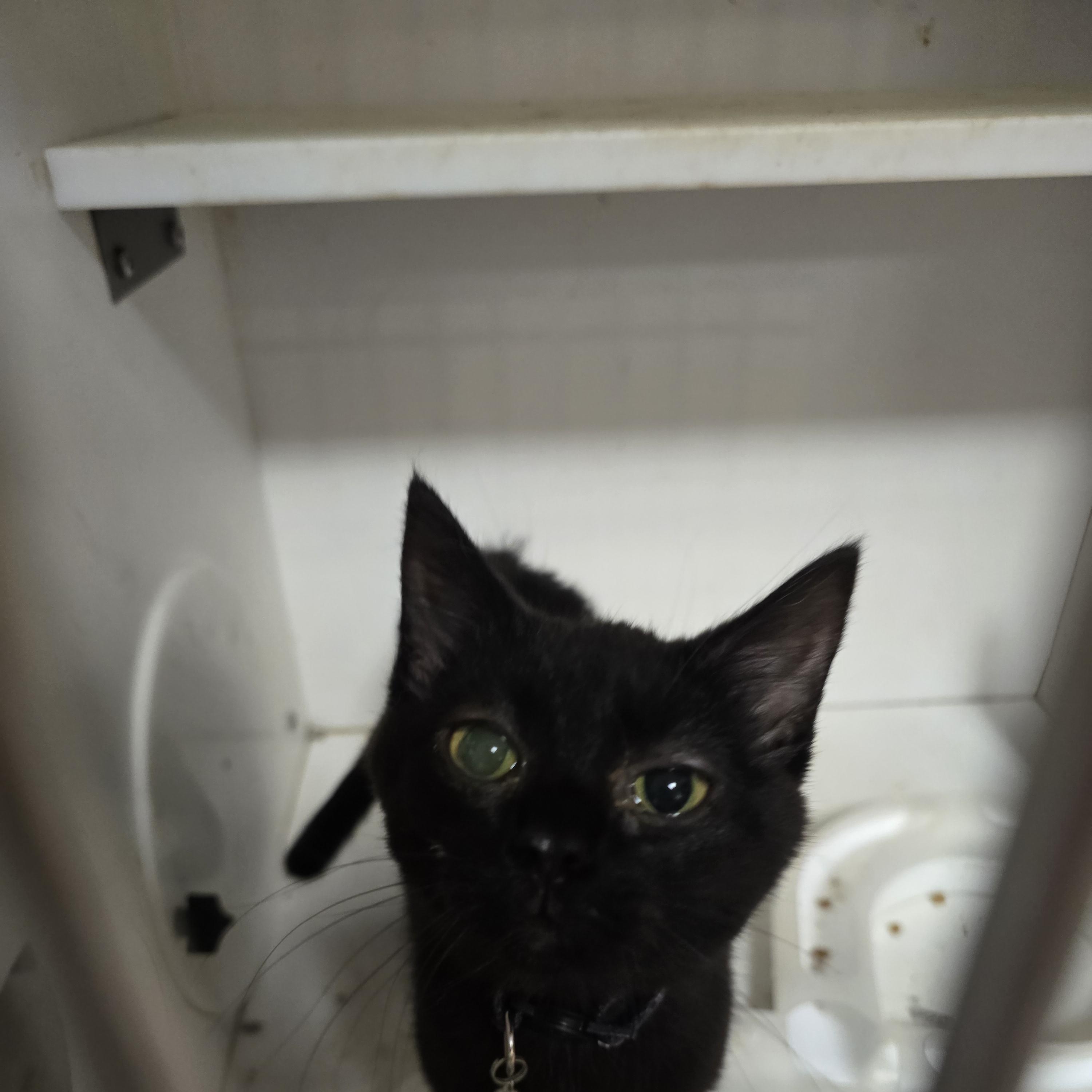 Tilly, ADOPTABLE, Young Female Domestic Short Hair.