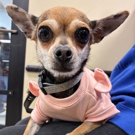 Enlarge Frannie, an adopted mixed breed in Oklahoma City, OK image 3/3