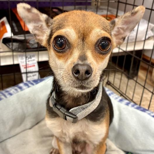 Frannie, adopted, Adult Female Chihuahua.