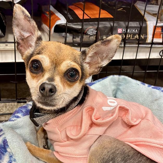 Enlarge Frannie, an adopted mixed breed in Oklahoma City, OK image 2/3