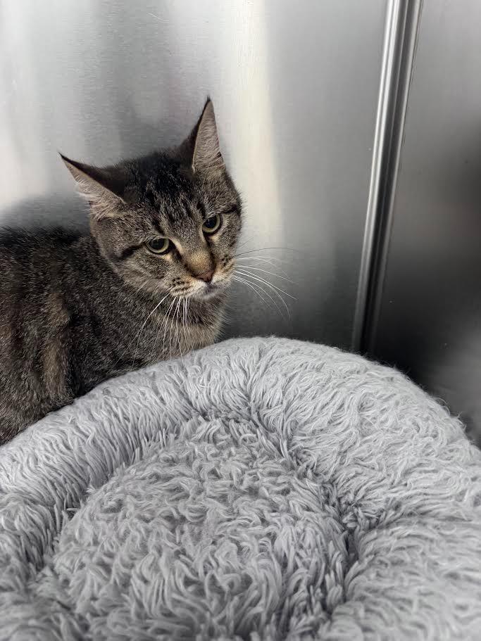 Bunnie, Adoptable, Adult Female Domestic Short Hair.