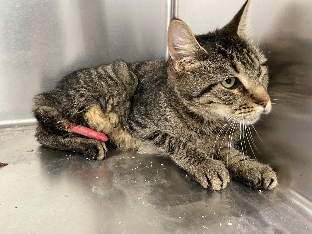 Enlarge Bunnie, a Adoptable mixed breed in Glenfield, NY image 2/6