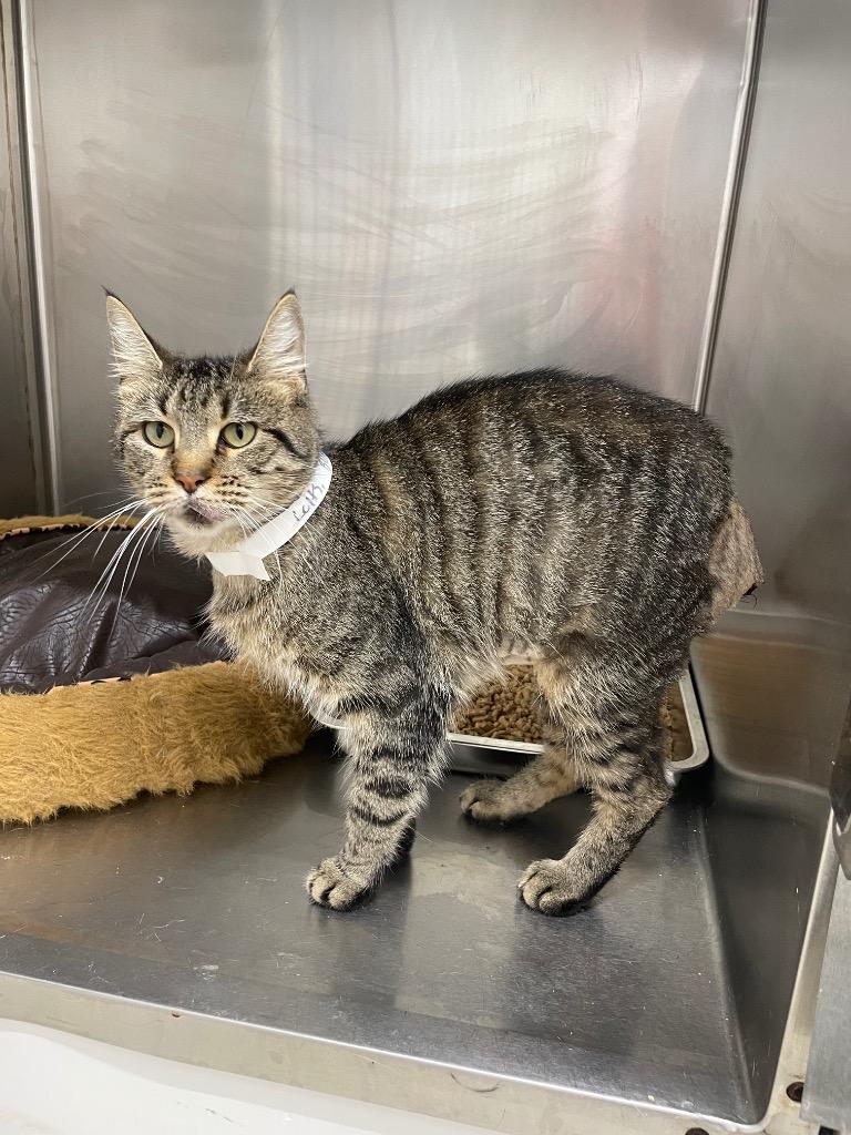 Enlarge Bunnie, a Adoptable mixed breed in Glenfield, NY image 3/6