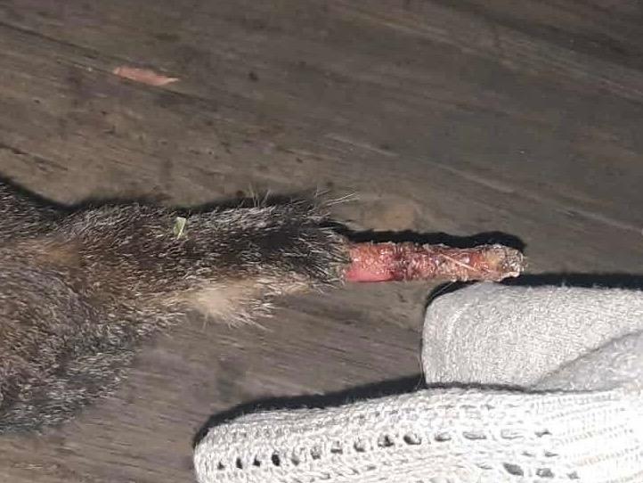 Enlarge Bunnie, a Adoptable mixed breed in Glenfield, NY image 3/6