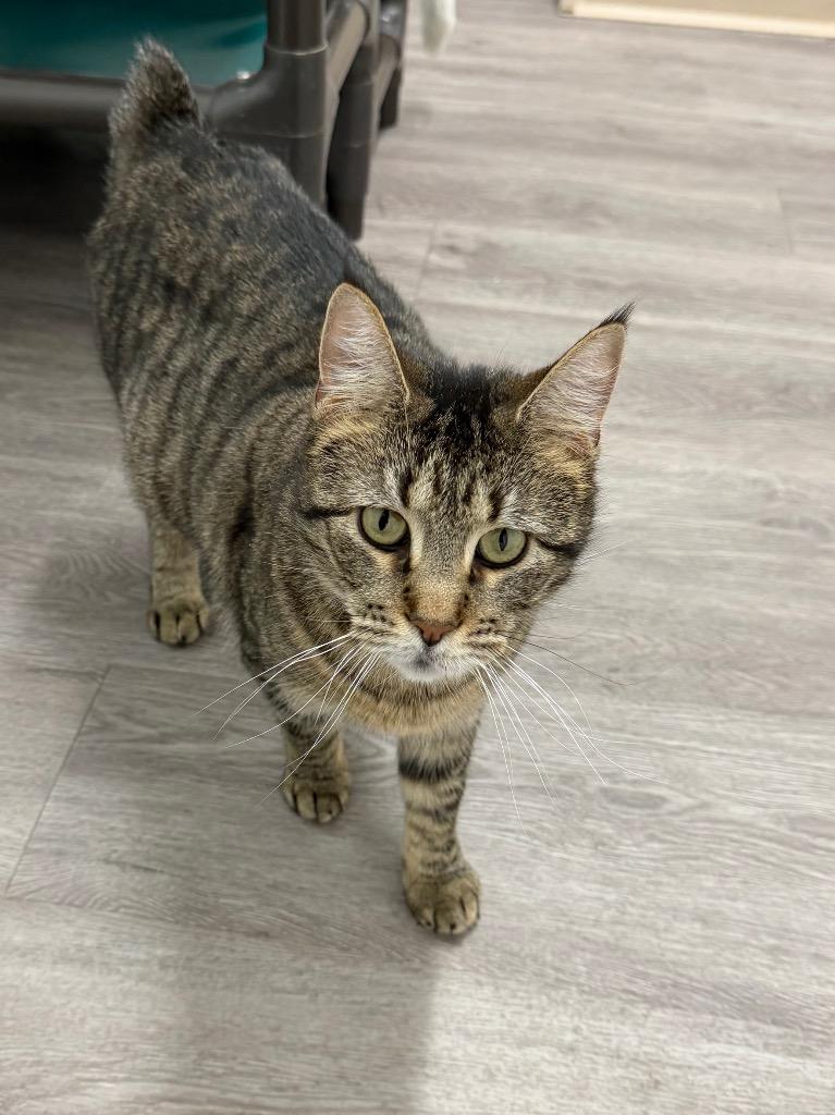 Enlarge Bunnie, a Adoptable mixed breed in Glenfield, NY image 5/6