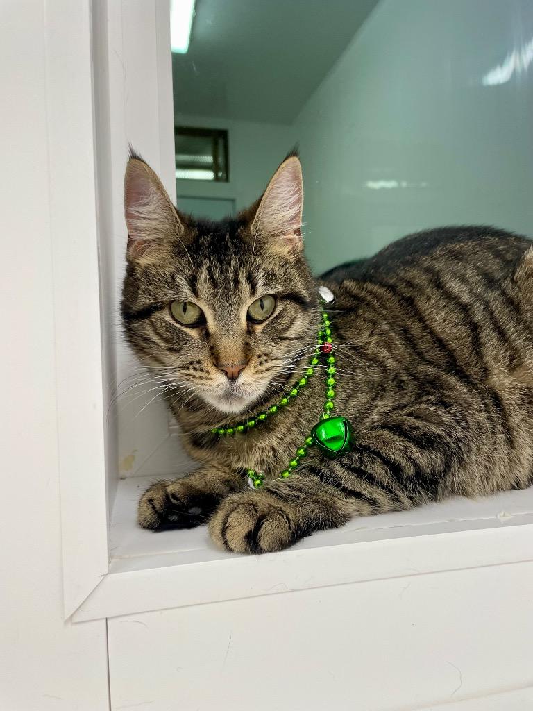 Enlarge Bunnie, a Adoptable mixed breed in Glenfield, NY image 6/6