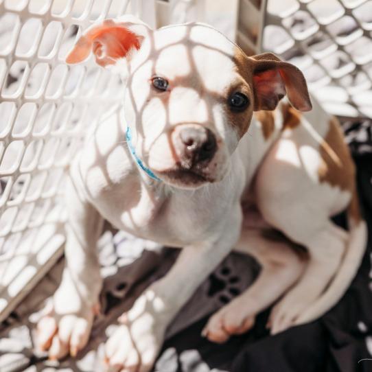 Enlarge Cairo, a Adoptable mixed breed in Griswold, CT image 1/6