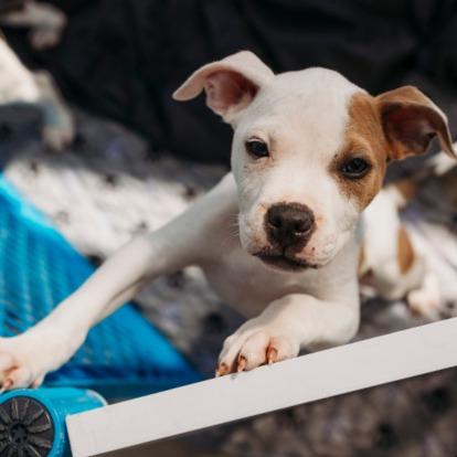 Enlarge Cairo, a Adoptable mixed breed in Griswold, CT image 2/6