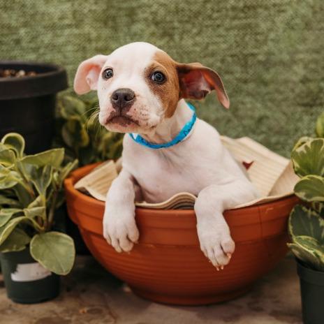 Enlarge Cairo, a Adoptable mixed breed in Griswold, CT image 3/6