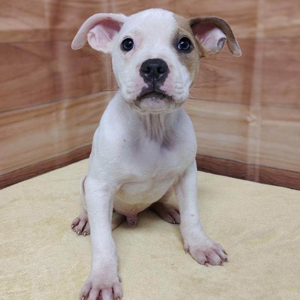 Enlarge Cairo, a Adoptable mixed breed in Griswold, CT image 4/6