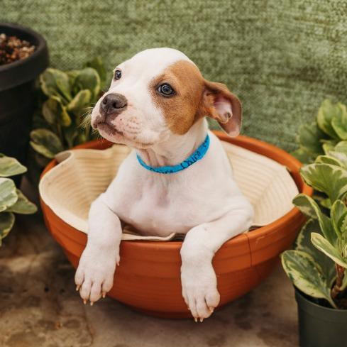 Enlarge Cairo, a Adoptable mixed breed in Griswold, CT image 5/6