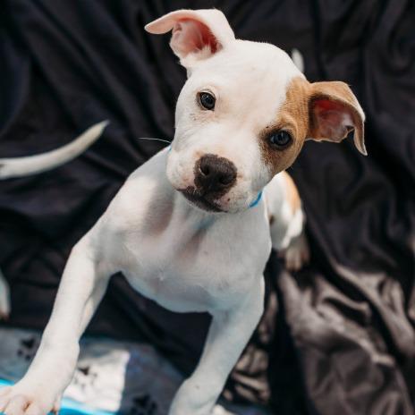 Enlarge Cairo, a Adoptable mixed breed in Griswold, CT image 6/6