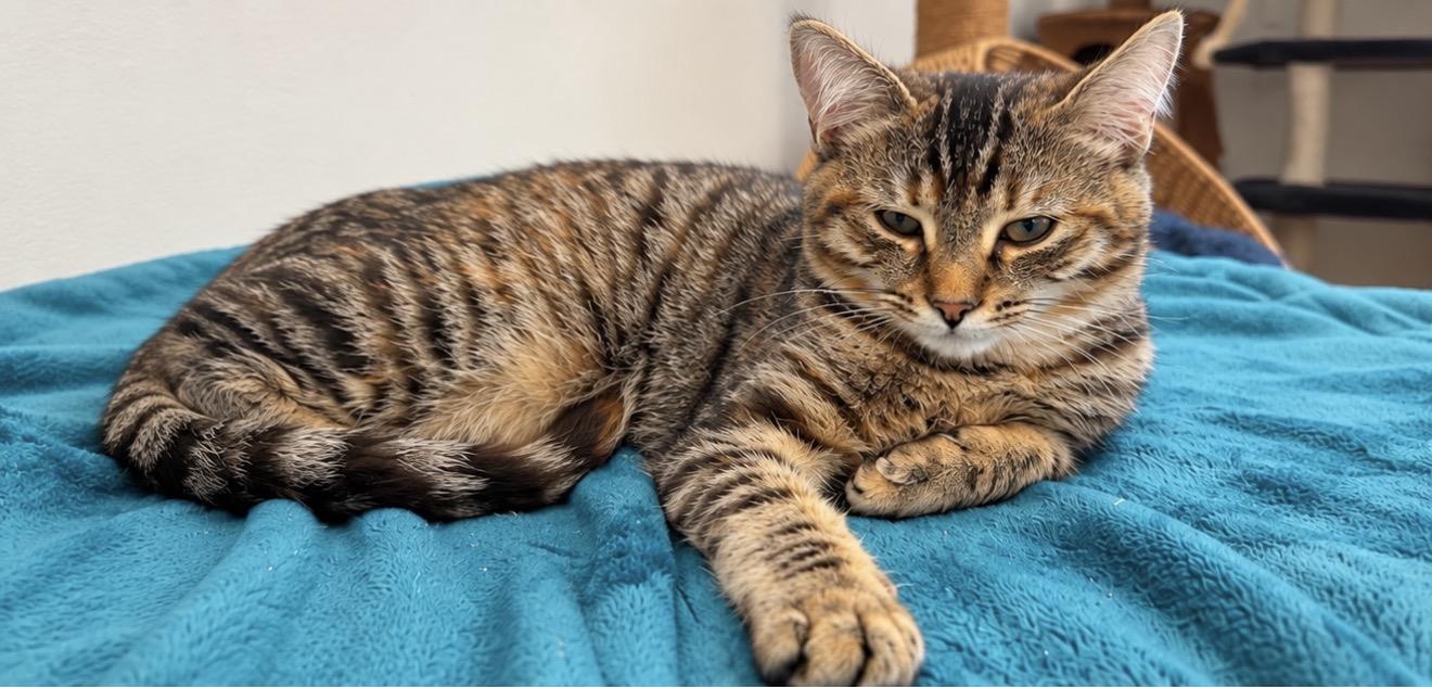 Enlarge Morrigan, a Adoptable Domestic Short Hair in Cherryfield, ME image 2/4