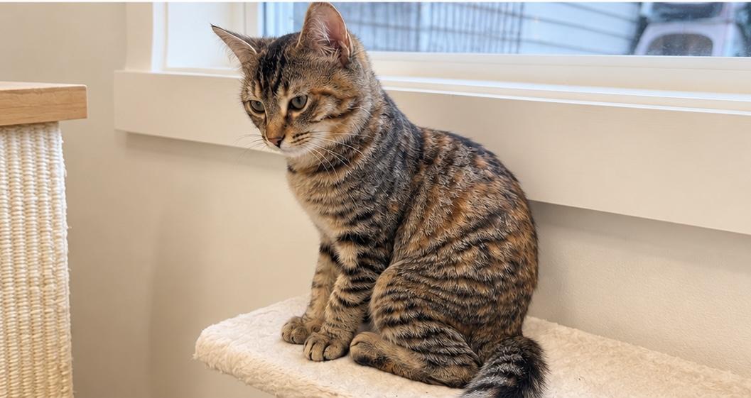 Enlarge Morrigan, a Adoptable Domestic Short Hair in Cherryfield, ME image 3/4