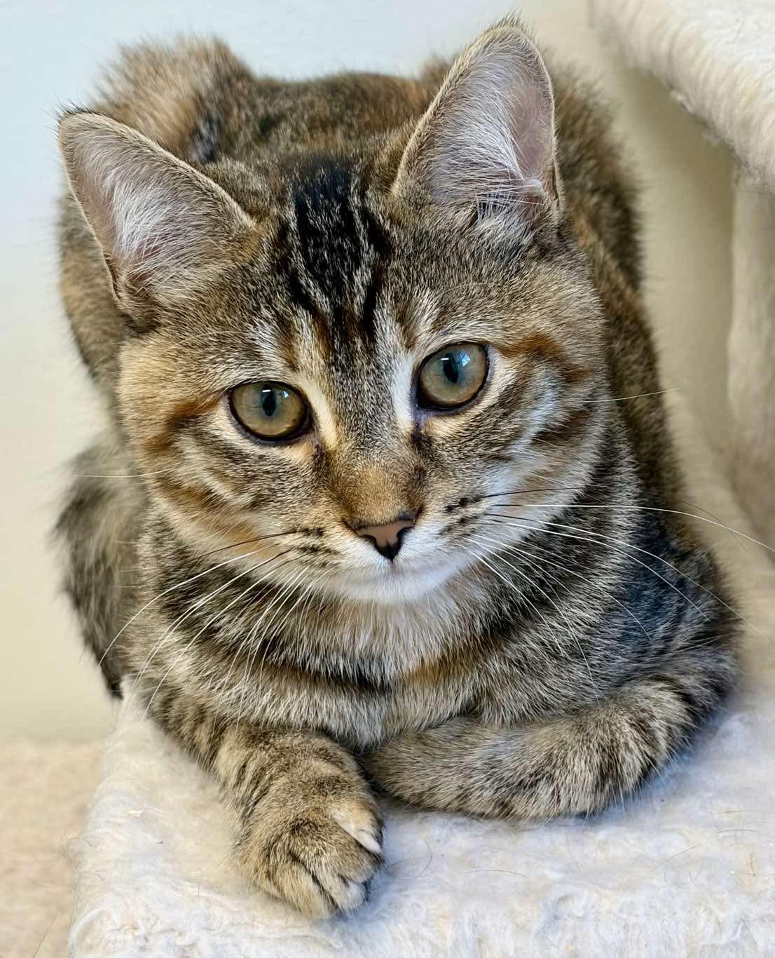 Morrigan, Adoptable, Young Female Domestic Short Hair.