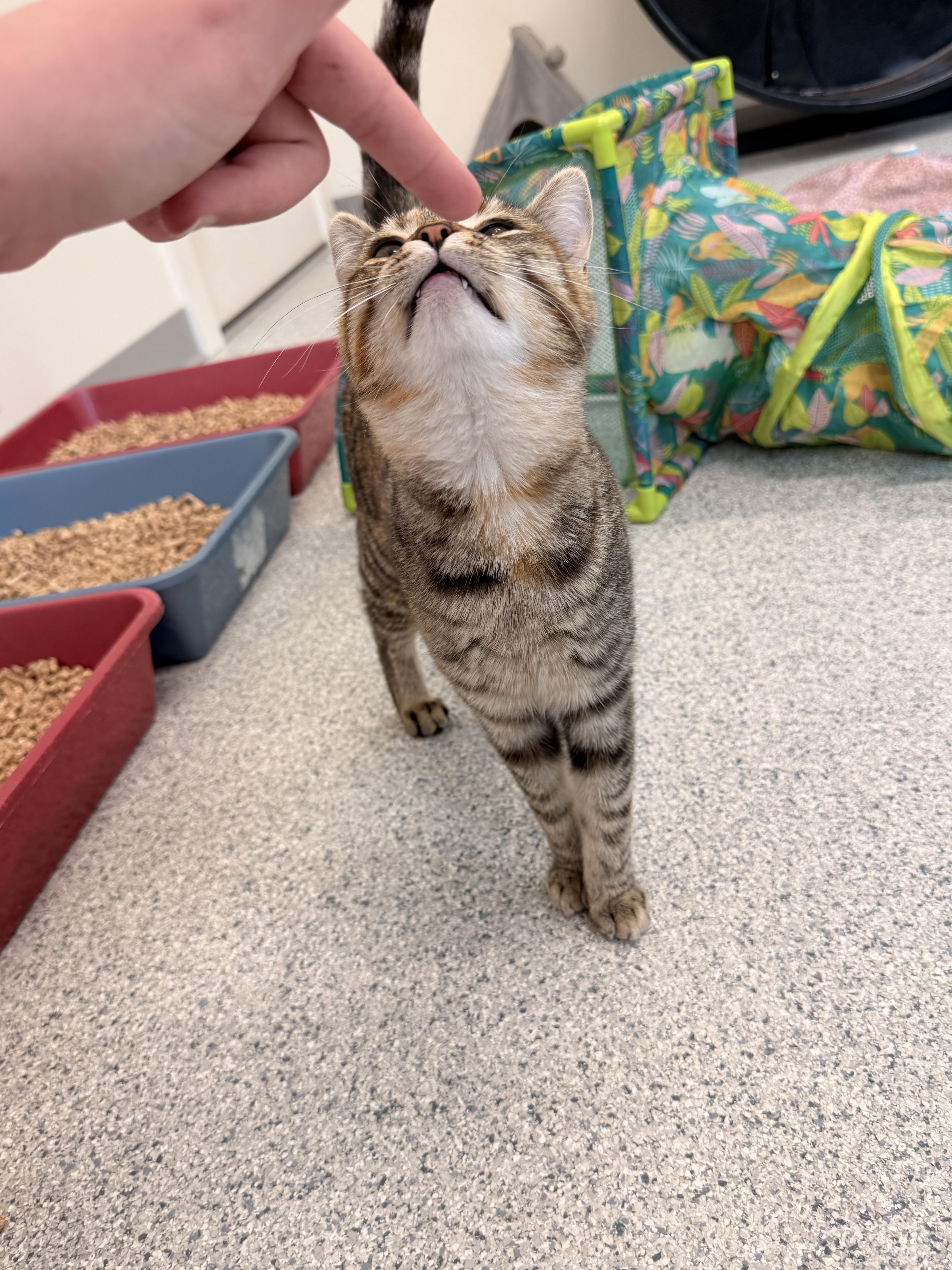 Enlarge Morrigan, a Adoptable Domestic Short Hair in Cherryfield, ME image 4/4