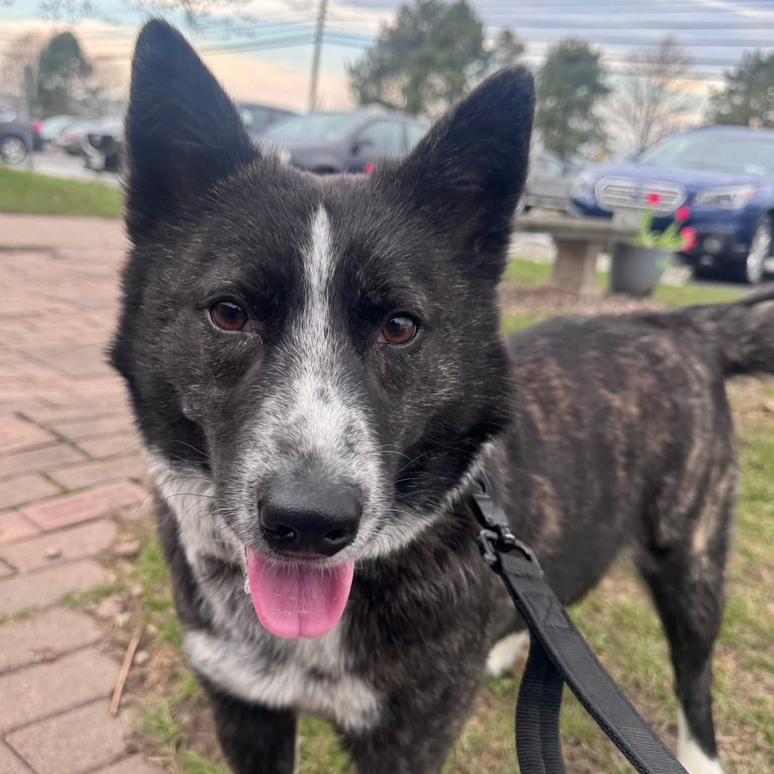 Cindy Lou, ADOPTABLE, Adult Female Australian Cattle Dog / Blue Heeler.