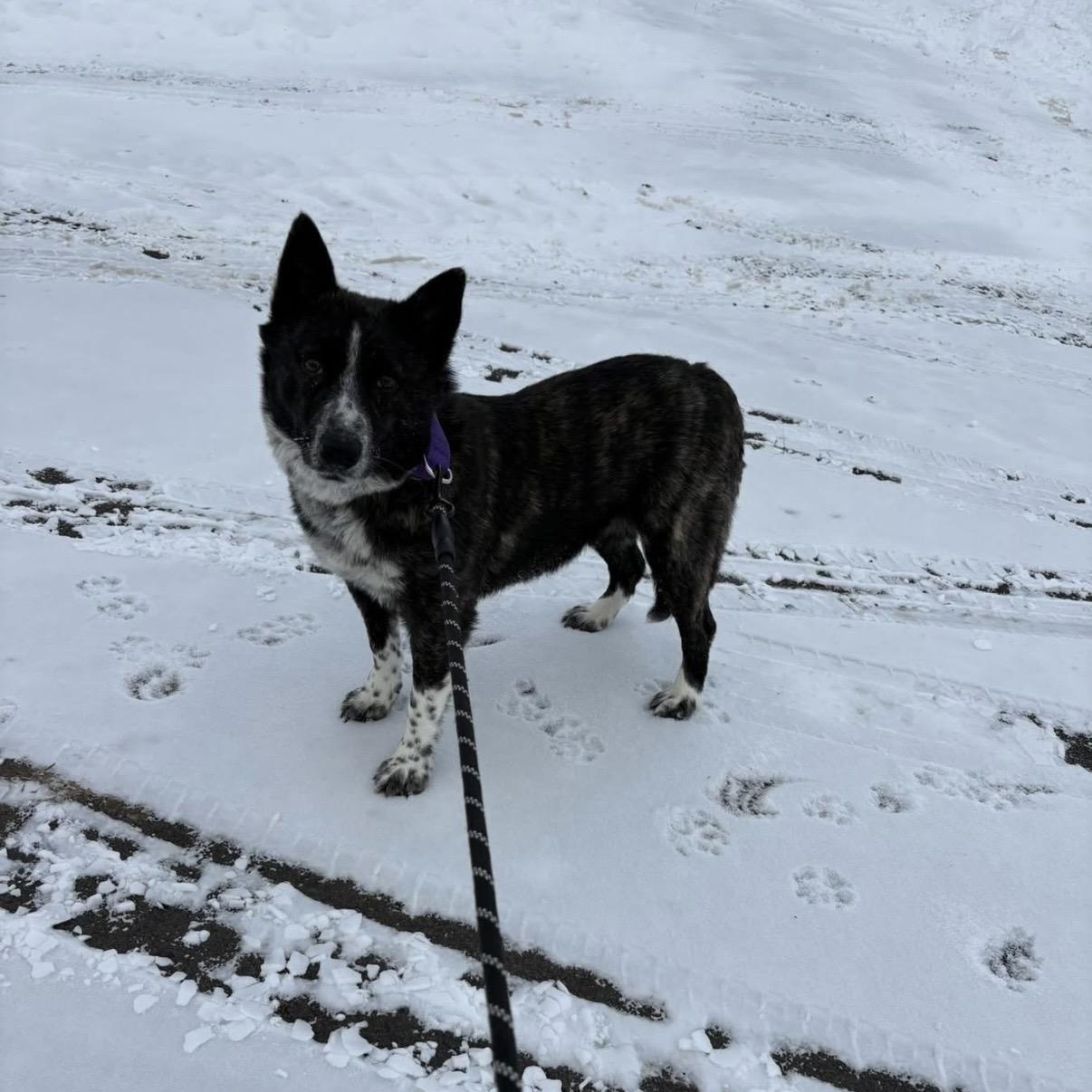 Enlarge Cindy Lou, a ADOPTABLE mixed breed in Syracuse, NY image 3/3
