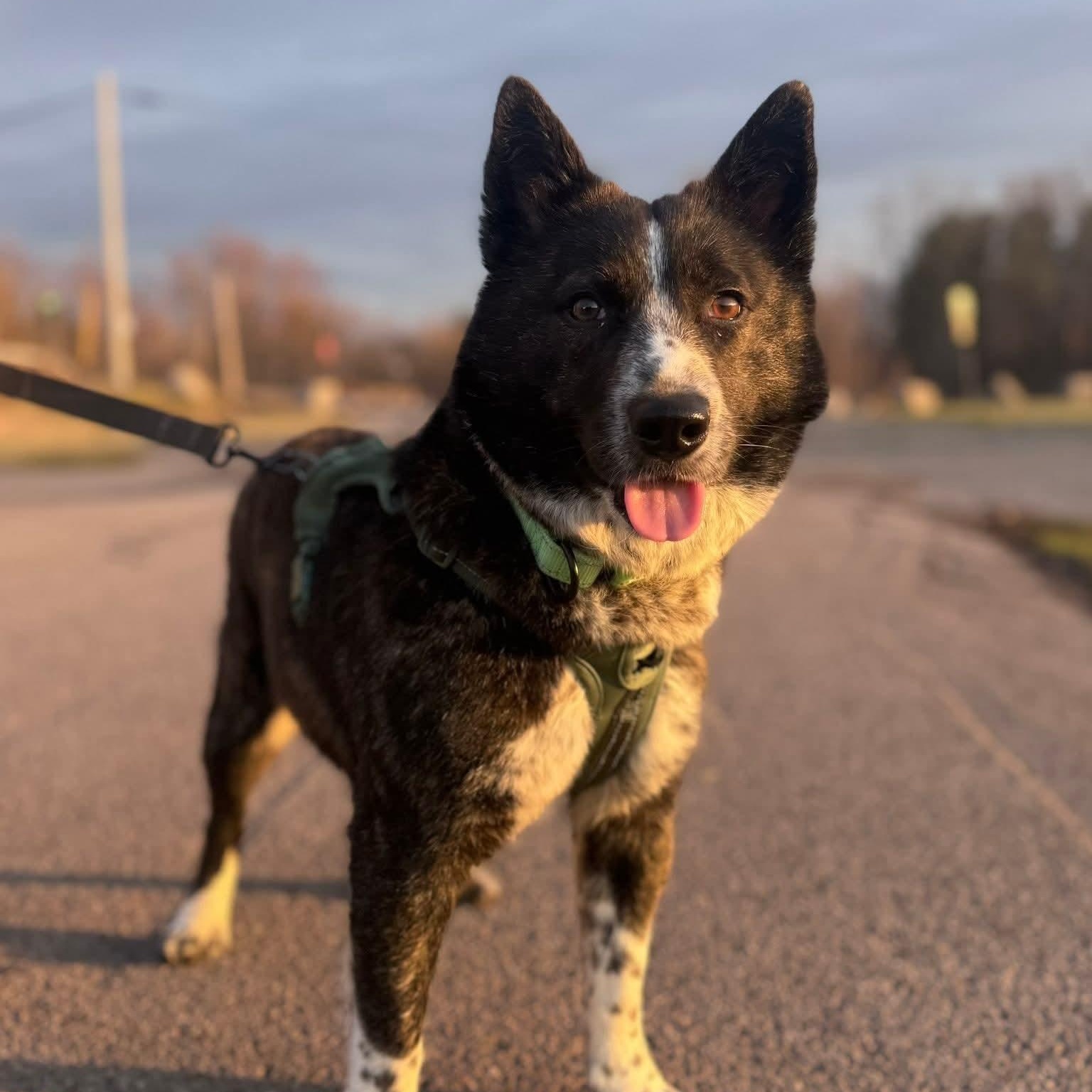 Enlarge Cindy Lou, a ADOPTABLE mixed breed in Syracuse, NY image 2/3